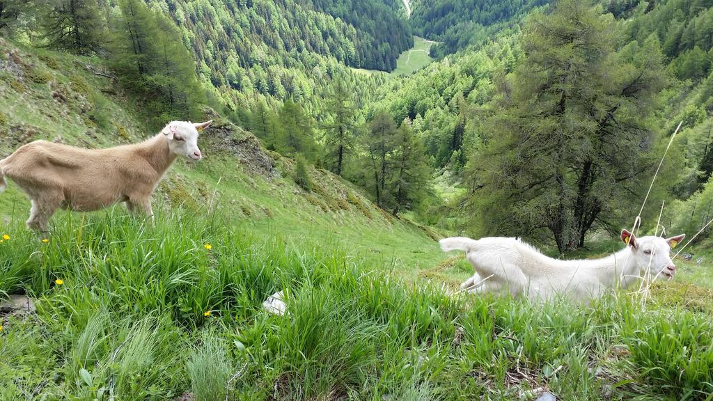 Bergerhof Villa Kals am Grossglockner Bagian luar foto